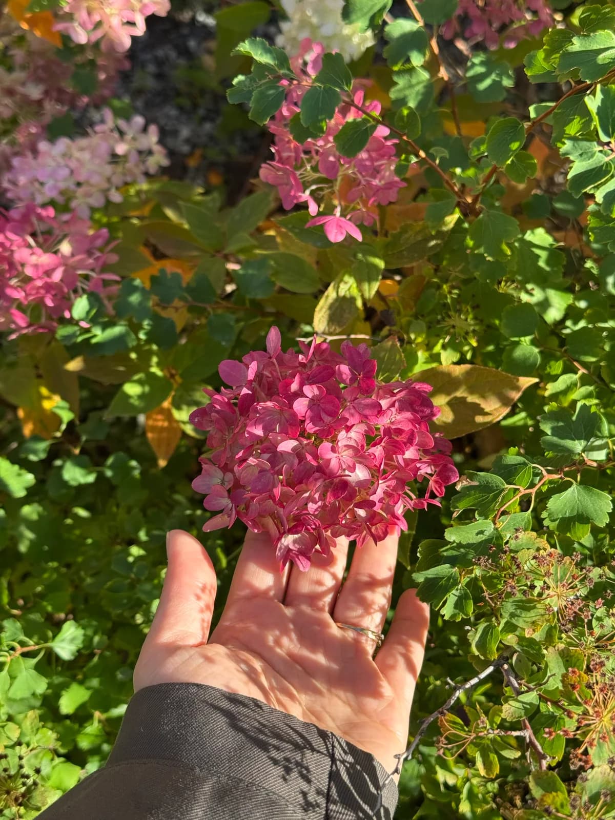 Faiza's hand holding a pink hydrangea flower